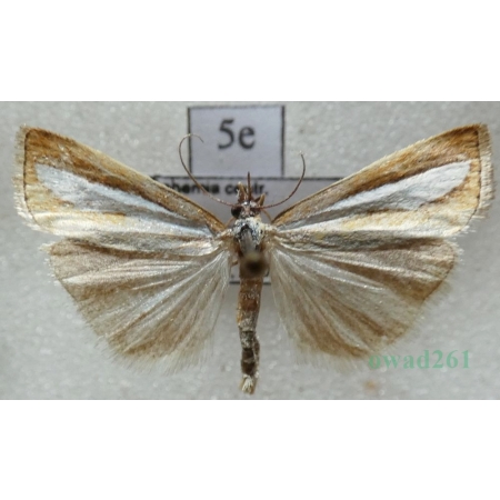 Catoptria margaritella (Denis & Schiffermüller, 1775) Wachlarzyk borowy Czech5e